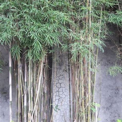 Jual Pohon Bambu Jepang Pagar Tanaman - Kab. Bogor - Mulkis Taman